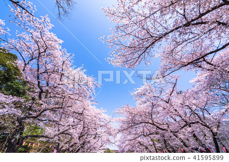 "Tokyo" Ueno Park · Cherry blossoms in full bloom "Tokyo" Ueno Park · Cherry blossoms in full bloom 41595899