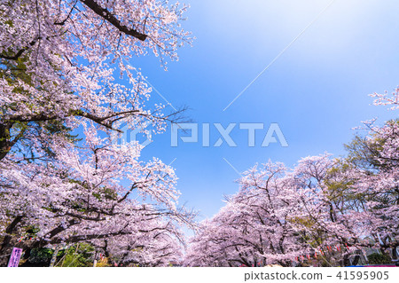 “東京”上野公園·櫻花盛開 41595905