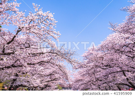 "Tokyo" Ueno Park · Cherry blossoms in full bloom 41595909