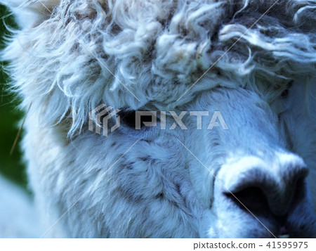Alpaca Alpaca 41595975