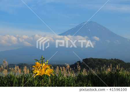 大石公園 富士山和百合花 大石公園 富士山和百合花 41596100
