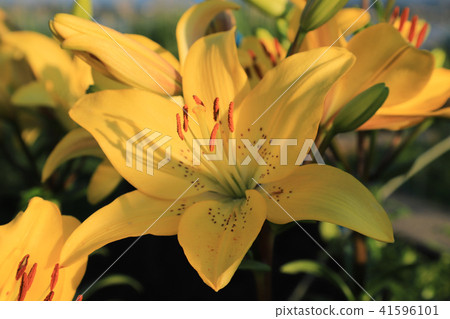 Yellow lily 41596101