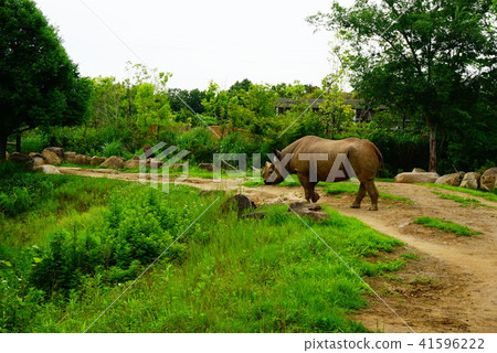 Japanese cypress 41596222