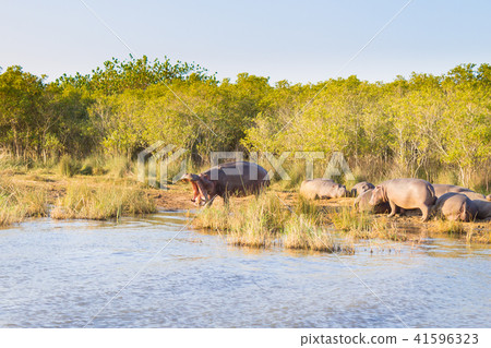 Herd of hippos sleeping, Isimangaliso Wetland Park 41596323