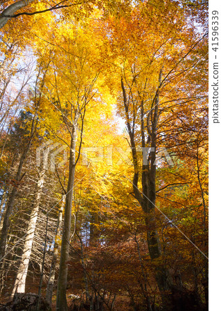 Trees in autumn season background Trees in autumn season background 41596339