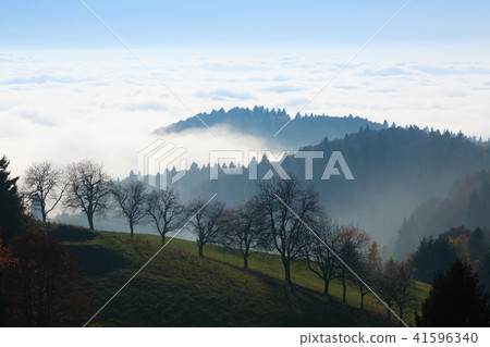 Trees in autumn season background Trees in autumn season background 41596340