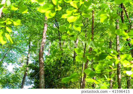 Fresh green eco image Fresh green eco image 41596415