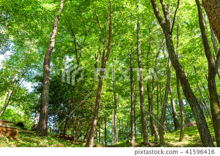 Fresh green eco image 41596416