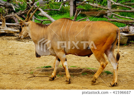 Eland Eland 41596687