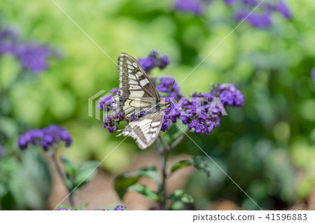 Heliotrope and swallowtail butterfly Heliotrope and swallowtail butterfly 41596883