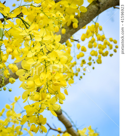 黃金五月 41596923