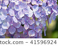 繡球 41596924