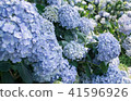 繡球 41596926