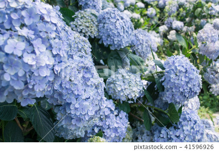 繡球 41596926