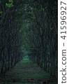 森林 41596927