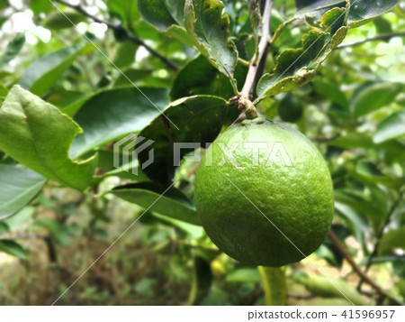 Orange orchard inThailand Orange orchard inThailand 41596957