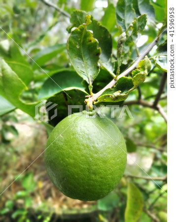 Orange orchard inThailand Orange orchard inThailand 41596958