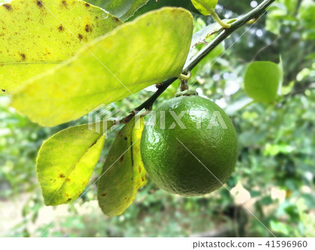 Orange orchard inThailand Orange orchard inThailand 41596960