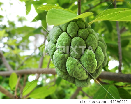Fresh custard apple growing on tree 41596961