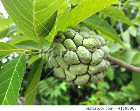 Fresh custard apple growing on tree Fresh custard apple growing on tree 41596965