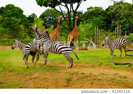 斑馬 斑馬 41597216