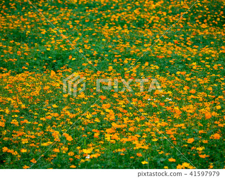 Daisy Garden 41597979