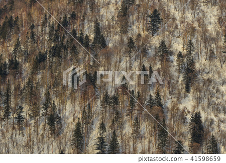 Pine tree forest in winter Pine tree forest in winter 41598659