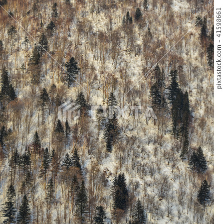 Pine tree forest in winter Pine tree forest in winter 41598661