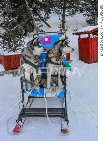 A dog standing on snow 41598699