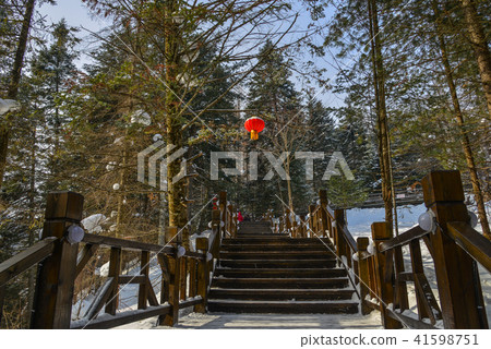 Wooden trail in pine tree forest 41598751