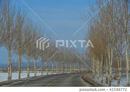 Rural road with row of trees Rural road with row of trees 41598772