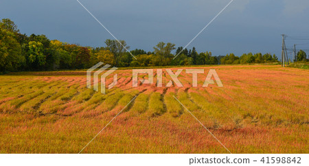 Rural scenery in Biei, Japan 41598842