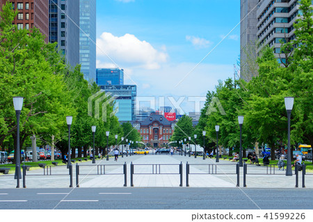 年輕葉子銀杏樹和新鮮的綠色和東京駐地中央開頭藍天展開 41599226