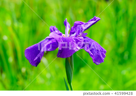 Flower Story Purple Iris 41599428