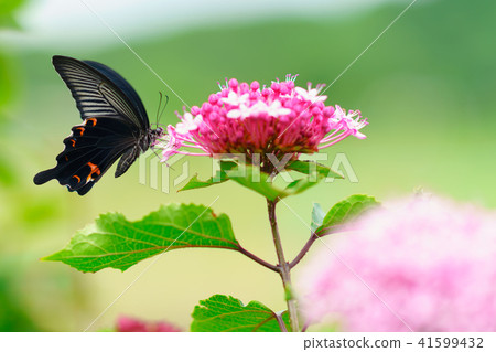 花的故事粉紅繡球花和黑燕尾 花的故事粉紅繡球花和黑燕尾 41599432