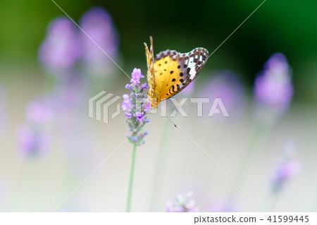 Flower Story: Lavender and Butterflies Flower Story: Lavender and Butterflies 41599445