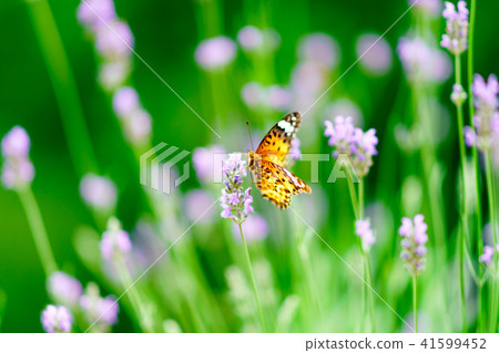 花的故事薰衣草和蝴蝶 花的故事薰衣草和蝴蝶 41599452