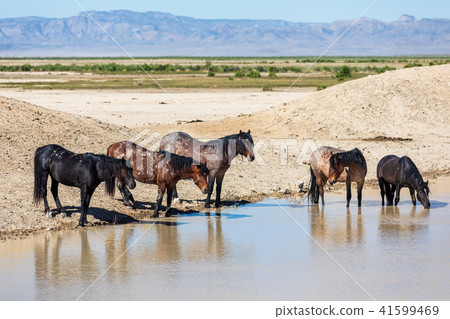 Wild Horses at a Waterhole Wild Horses at a Waterhole 41599469