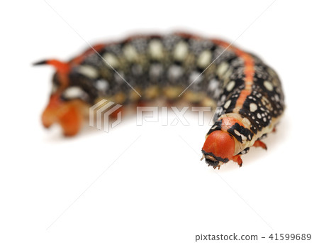 Hornworm caterpillar on white Hornworm caterpillar on white 41599689