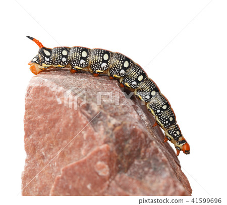 Hornworm caterpillar on stone 41599696