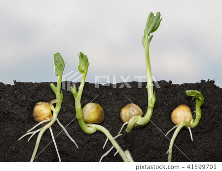 Pea seedlings side cut 41599701