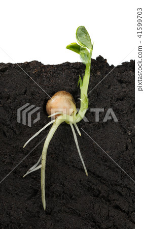 Isolated pea seedling Isolated pea seedling 41599703