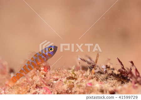 Blue-red goby 41599729