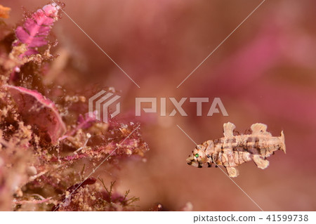 Shichisenbera 41599738