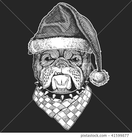 Dog, bulldog. Christmas, new year celebration. Santa Claus winter hat. Xmas headdress. Dog, bulldog. Christmas, new year celebration. Santa Claus winter hat. Xmas headdress. 41599877