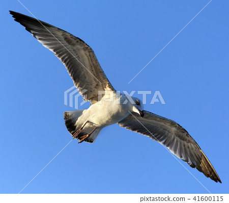 Flying seagull at blue clear sky 41600115