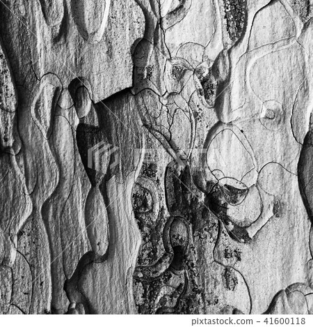 Black and white wooden texture Black and white wooden texture 41600118