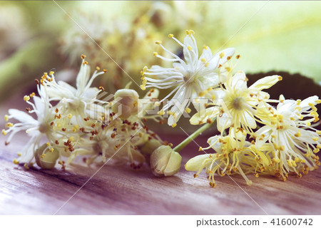 Linden flowers on a wooden background Linden flowers on a wooden background 41600742