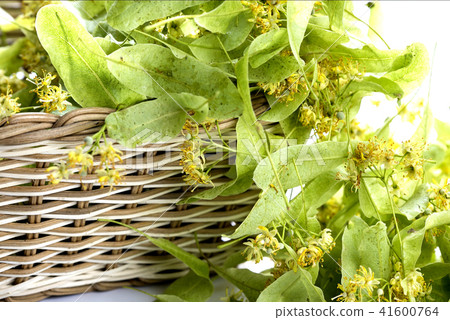 Wicker basket with lime linden flowers Wicker basket with lime linden flowers 41600764