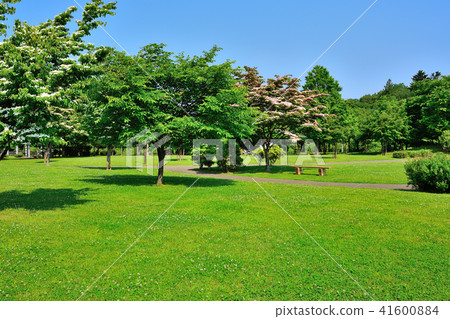 鬱鬱蔥蔥的公園 鬱鬱蔥蔥的公園 41600884